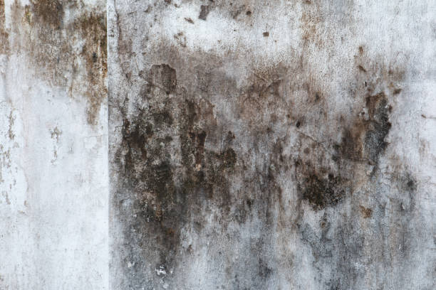  Lake Darby, OH Mold Removal Pros