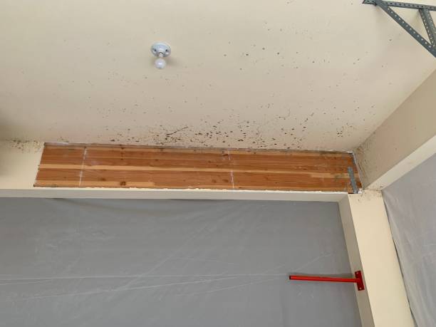 Best Commercial Mold Inspection  in Lake Darby, OH